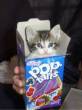 Funny pictures : poptartkitten.jpg