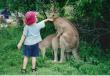 kangaroo-love.jpg