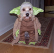 Funny pictures : Yoda Dog Costume