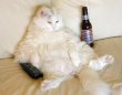 Funny pictures : Couch Potato Cat