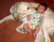 Funny pictures : Baby Fears Dogs