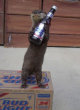 Funny pictures: Have A Bud Light-1
