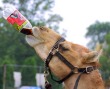 Funny pictures : Camels Prefer Coke