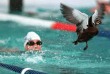 Funny pictures : Duck Swimmer!