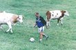 Funny pictures : Cow Soccer
