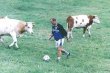 Cow Soccer