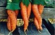 Funny pictures: Sexy Carrots