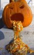 Funny pictures: Pumpkin