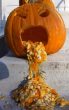 Funny pictures : Pumpkin-1