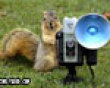 A squirrely picture picture
