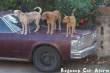 Funny pictures: Redneck car alarm