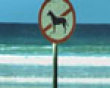 No dogs at the beach picture