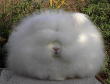 Funny pictures : Funny cat afro