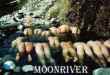 Funny pictures : Moon river