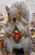 Super squirrel