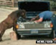 Funny pics mix: Some horse power picture