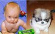 Funny pictures: Separated at birth ?!?