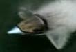 Amazing dolphin watercraft