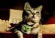 The bacardi kitty!