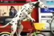 Funny dogs : Dog on a bike...!