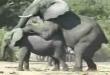Funny animals: Nsfw - look at the elephant go!