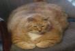 Funny cats: Huge cat !!