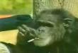 Funny videos : Smoking ape?! this is funny!