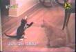 Funny cats: Catfight