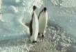 Funny videos : Poor penguin