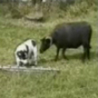 Funny dogs: Dog vs goat