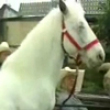 Patches the pony