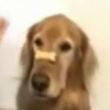 Funny dogs: Cute dog prank