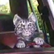Funny cats: Toonces the driving cat part 1