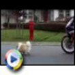 Funny dogs: Walkin the dog