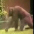 Funny videos : Gorilla bully
