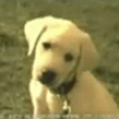 Funny videos : Puppy power