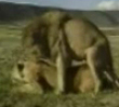 Lion caught cheating
