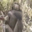 Funny animals: Monkey vs man video