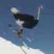 Skiing ostrich video