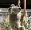 Koala bear ass grabbin