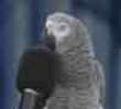 Einstein the bird video-1