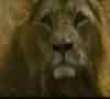 Tasty lion snack