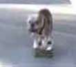 Funny dogs : Skateboarding dog-1