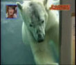 Funny videos : Polar bear video