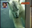 Polar bear video