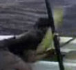 Fishing video