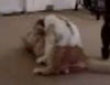 Funny videos : Humping bunny