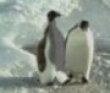 Funny videos : Penguin trip