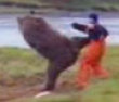 Bear video