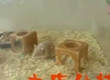 Funny videos : Drunk hamsters tub thumping